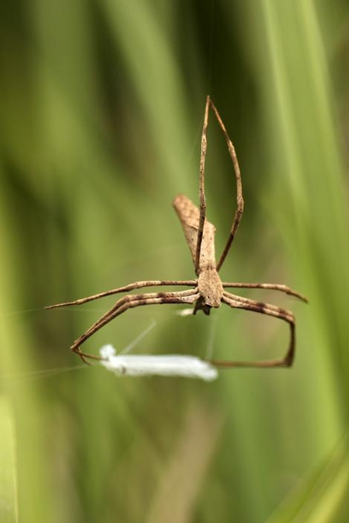 根据这份研究，鬼面蜘蛛会用丝织出一个有黏性的网子，然后以子弹般的极快速度，在头顶上方「翻转」以捕捉飞行中的昆虫。 PHOTOGRAPH BY JAY STAFS