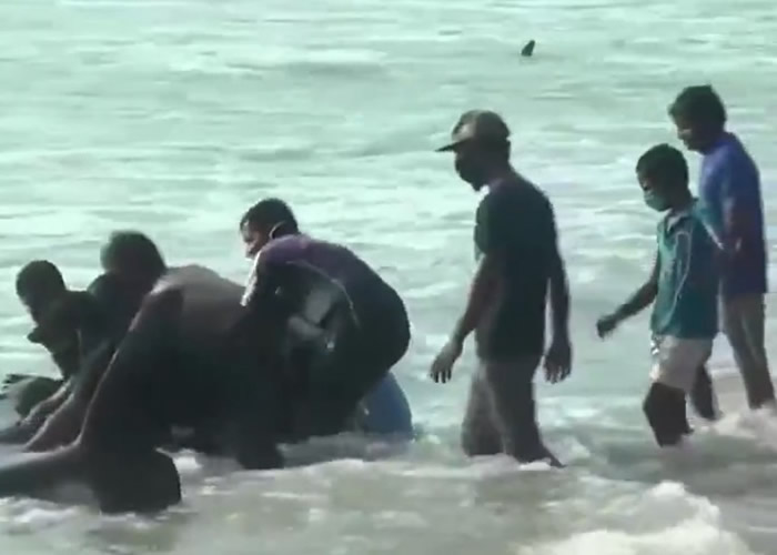 120条！斯里兰卡首都科伦坡南部沿岸发生当地有史以来最大规模鲸鱼搁浅事件