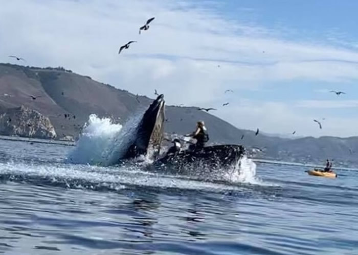 美国两名女子到加州划独木筏出海赏鲸 座头鲸突然冲破水面将她们连船带人噬入口
