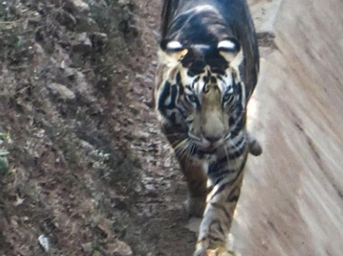印度业余摄影师在奥里萨邦动物保护区巧遇一头濒临灭绝的罕见黑老虎