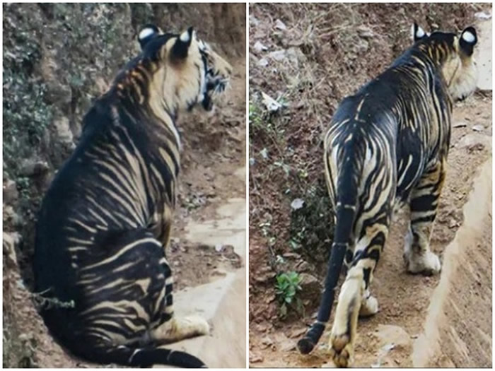 印度业余摄影师在奥里萨邦动物保护区巧遇一头濒临灭绝的罕见黑老虎