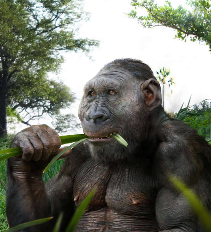 澳大利亚研究人员在南非发现200万年前人类始祖——罗百氏傍人头骨化石