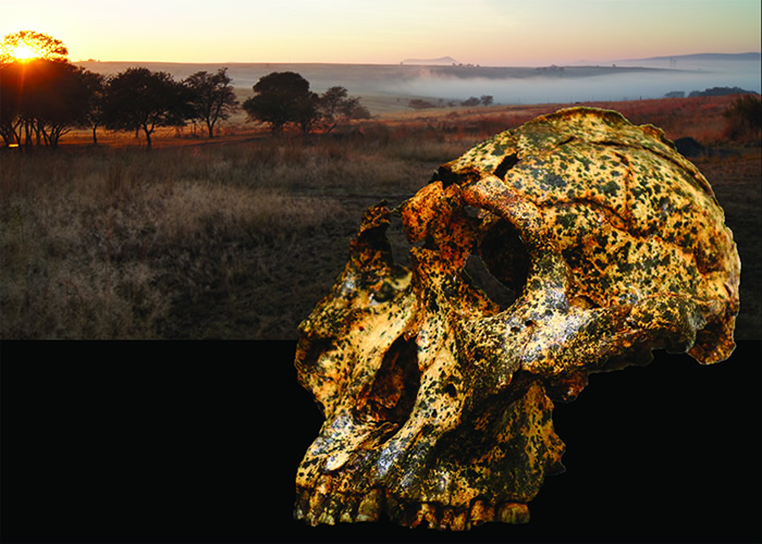 澳大利亚研究人员在南非发现200万年前人类始祖——罗百氏傍人头骨化石