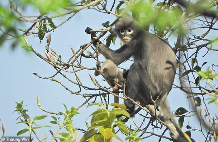 缅甸发现猴子新物种：波巴叶猴Trachypithecus popa 野外数量仅有200到250只