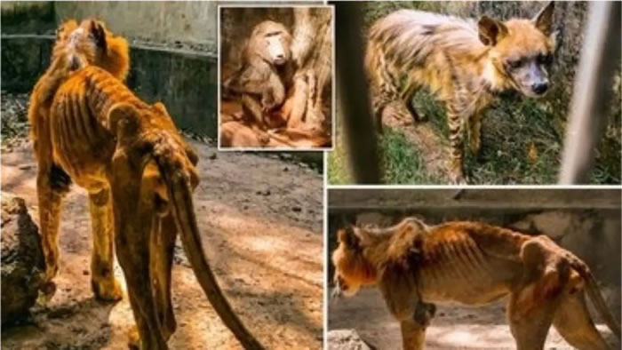 男子参观尼日利亚Gamji Gate动物园 惊见雄狮Shadow被饿得瘦成纸片