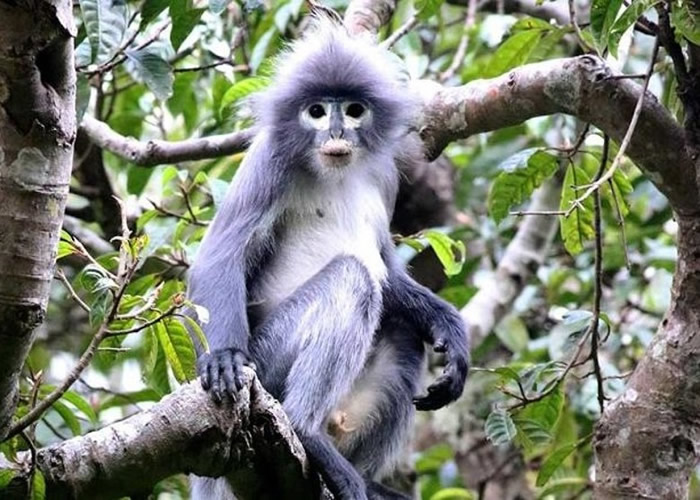 缅甸丛林发现新灵长类动物“波帕叶猴”Trachypithecus popa 极度濒危数量仅200只