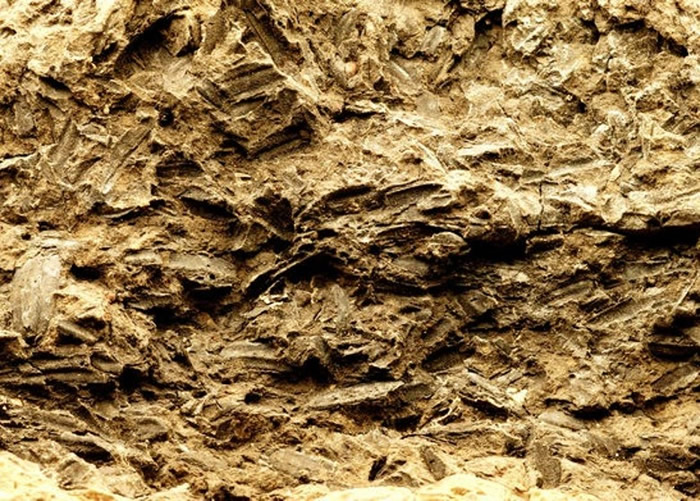 浙江省浦江县上山考古遗址发现1万年前具有驯化特征的水稻植硅体
