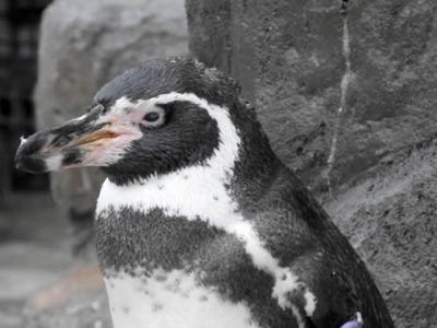 德国伍珀塔尔动物园最老的国王企鹅“老奶奶”离世 寿命达到46岁