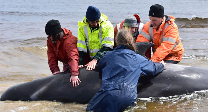 新西兰查塔姆群岛浅滩上搁浅的100多只巨头鲸和宽吻海豚已经死亡