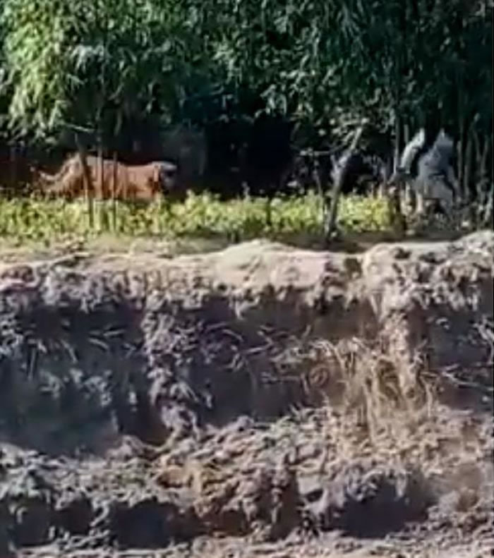 印度阿萨姆邦泰兹普尔镇一群男子遭在乡间游荡的老虎追杀