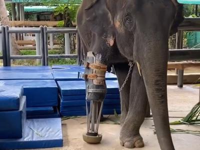 泰国大象误触地雷炸断右前腿 大象医院FAE Elephant Hospital设计义肢助它成长