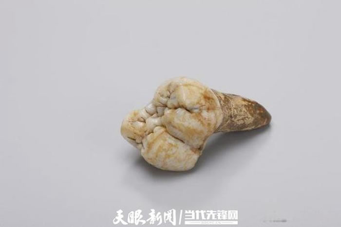 巨猿的牙齿化石（资料图）