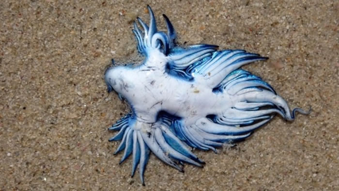 南非妇人在开普敦鱼角海滩散步时发现“蓝龙”大西洋海神海蛞蝓Glaucus atlanticus
