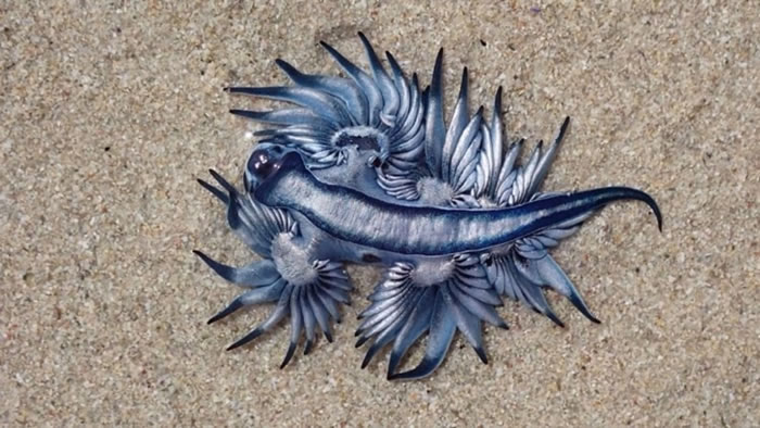 南非妇人在开普敦鱼角海滩散步时发现“蓝龙”大西洋海神海蛞蝓Glaucus atlanticus
