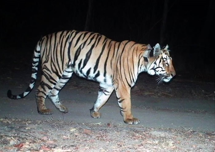 印度3岁半雄性老虎Walker为求偶走了3000公里