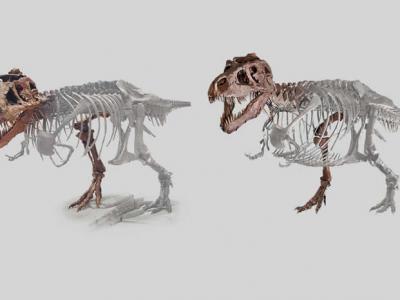 怎样给已经灭绝的恐龙称体重？
