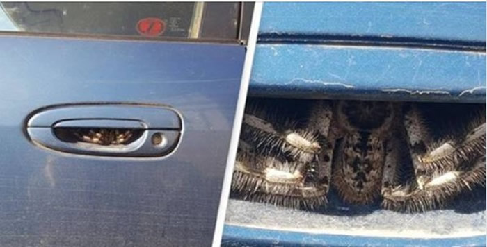 澳洲新南威尔士州女子发现车门把手藏着超巨型蜘蛛