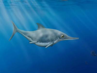 英吉利海峡发现能进行深潜的鱼龙新物种Thalassodraco etchesi 以鱿鱼等小型猎物为食