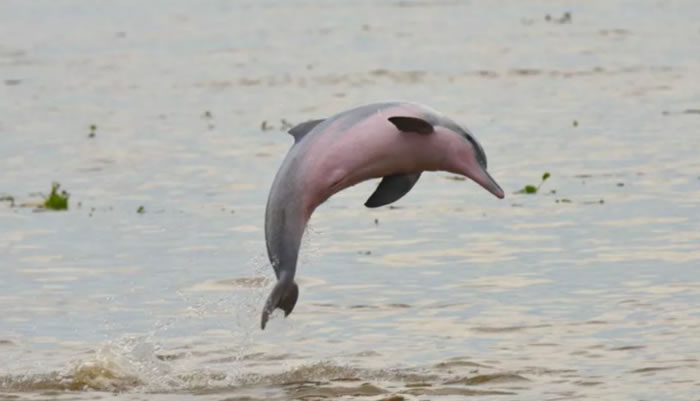 世界自然保护联盟（IUCN）更新《濒危物种红色名录》 小灰豚进入濒危