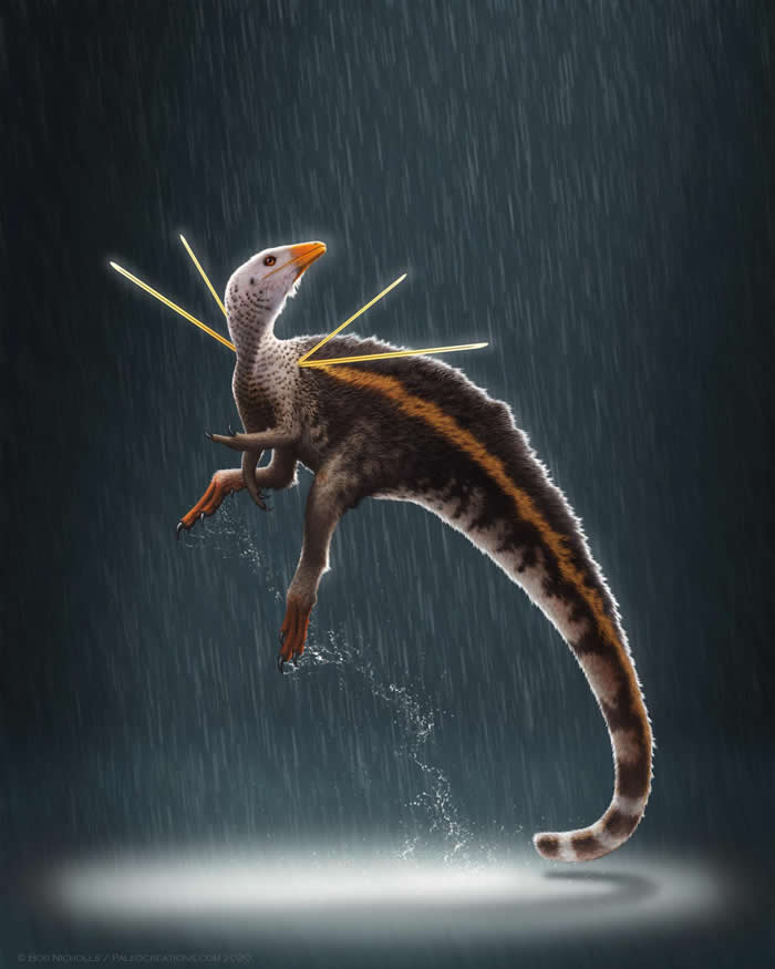 古生物学家发现恐龙新物种Ubirajara jubatus 肩膀上长出奇怪的尖刺