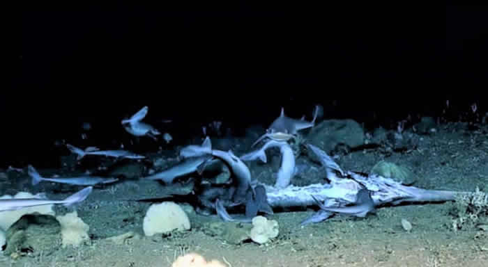 美国NOAA探险队在海底拍到一群鲨鱼疯狂吃掉死亡剑鱼 随后巨大石斑鱼出现吞下一条鲨鱼