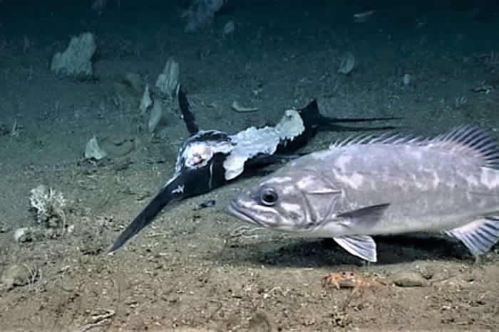 美国NOAA探险队在海底拍到一群鲨鱼疯狂吃掉死亡剑鱼 随后巨大石斑鱼出现吞下一条鲨鱼