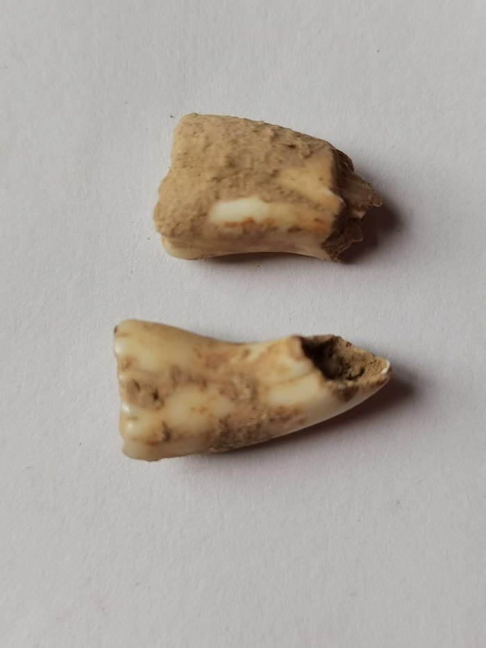 四川省广元市朝天区洞穴考古出土疑似人类牙齿化石