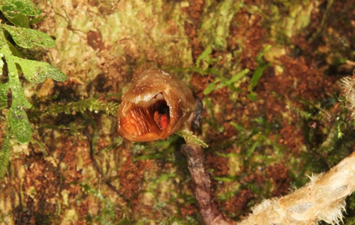 世界上最丑的兰花Gastrodia agnicellus，长相有如怪物。