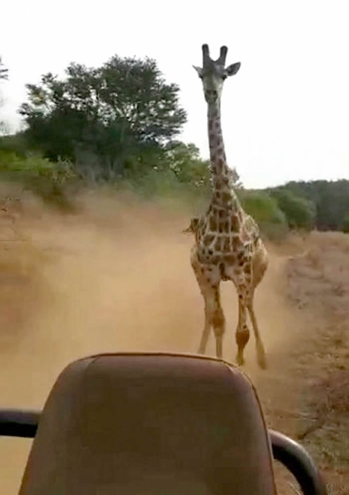 东非国家肯尼亚马赛马拉国家保育区长颈鹿穷追游览车不放