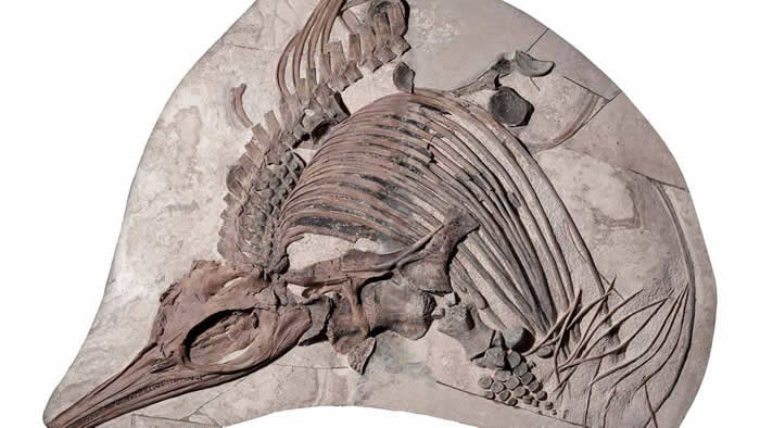 英国多塞特郡英吉利海峡的侏罗纪晚期深海沉积物中发现新的海龙Thalassodraco etchesi