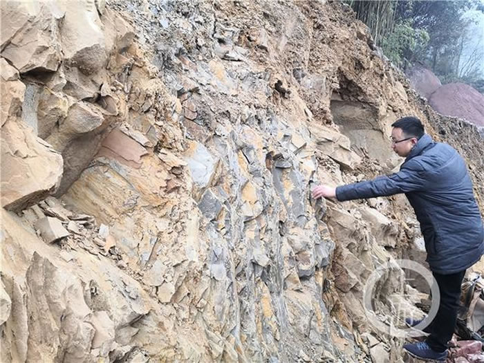 重庆缙云山首次发现“似木贼”化石 1.8亿年前是片巨大湖边森林