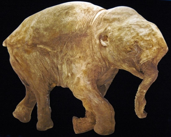 猛犸象幼崽Lyuba。图片来源：wikipedia
