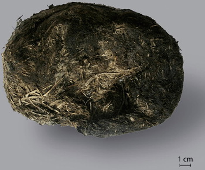 阿拉斯加发现的猛犸象粪便化石。图片来源：参考文献[4]