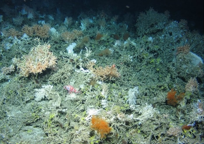 研究团队发现生活在深海的珊瑚群。