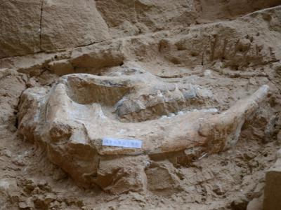 “古动物化石之乡”的生命回响和“中国恐龙之乡”的亿年足音