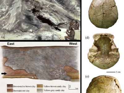 《国际骨骼考古学杂志》：和县直立人头骨表面痕迹揭示埋藏环境与生存活动