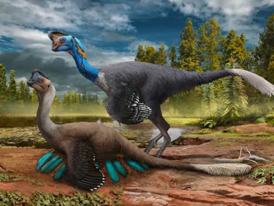 江西赣州晚白垩世地层中正孵卵的窃蛋龙化石与现代鸟类孵蛋姿态一致