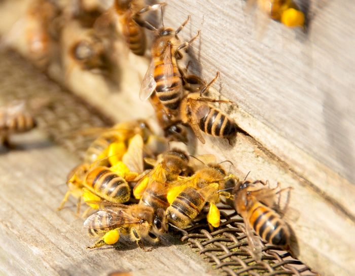 每年1月，全美各地养蜂人载着有数百万只蜜蜂的蜂箱帮加州的杏仁授粉。示意图。照片来源：Paul Rollings（CC BY 2.0）