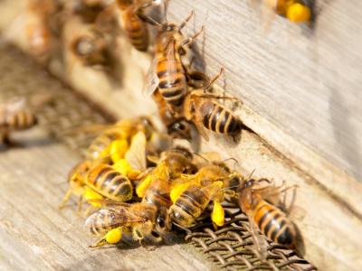从蜜蜂饲料救蜂群 科学家研发富含营养的花粉替代品