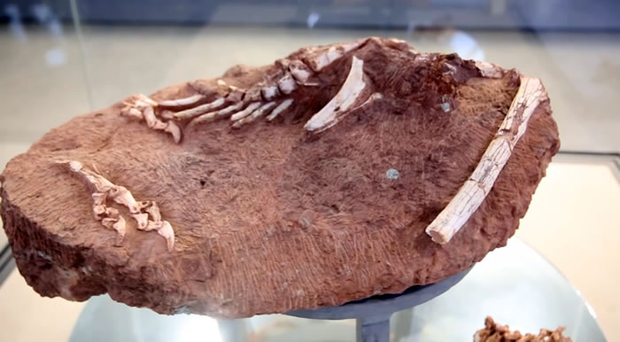 江西赣州出土7000万年前正在孵蛋的窃蛋龙化石