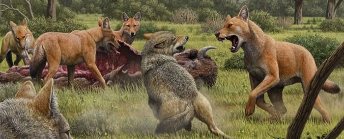 在晚更新世的北美洲某处，一群恐狼正在啃食捕杀野牛，旁边两只灰狼希望可以蹭到一些食物。图片来源：Mauricio Antón