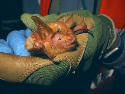 国际蝙蝠保护协会专家在非洲几内亚探险时发现橙色蝙蝠新物种Myotis nimbaensis