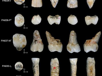 发现位于早期人属与东亚典型直立人中间状态的化石特征