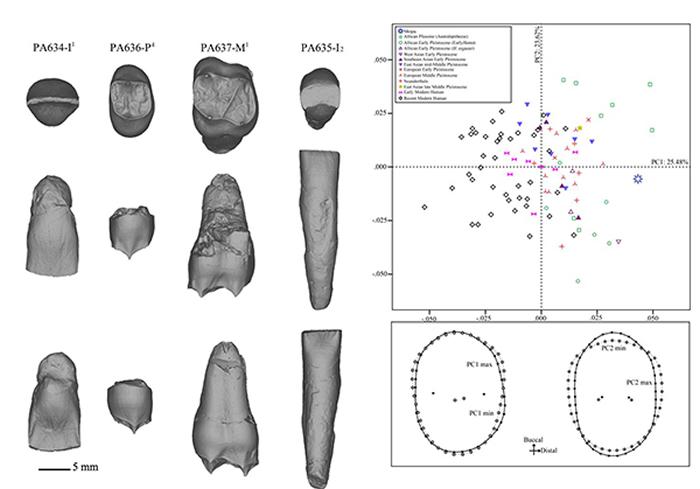 梅铺古人类牙齿齿质表面结构和齿冠轮廓形状的几何形态测量