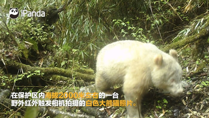 大熊猫国家公园管理局发布全球唯一一只白色大熊猫野外活动的视频影像
