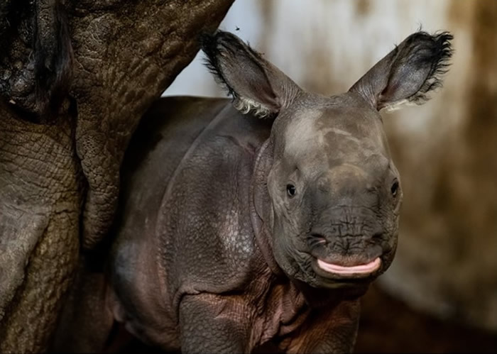 波兰弗罗茨瓦夫动物园濒危物种印度犀成功诞雌性宝宝 为155年来首次