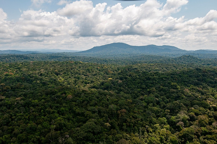 加蓬境内的热带雨林。照片来源：加蓬国家公园管理局脸书