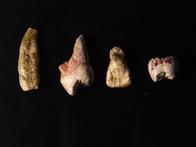 湖北省郧县梅铺龙骨洞出土4颗近百万年前古人类牙齿化石 属直立人演化中间状态