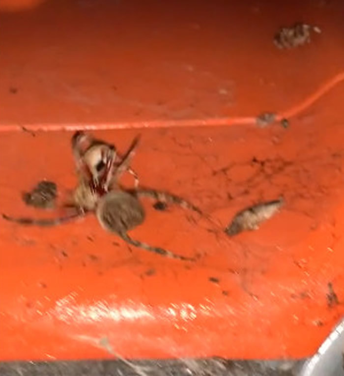 澳洲农夫分享超巨大蜘蛛猎杀小蜘蛛的震撼画面