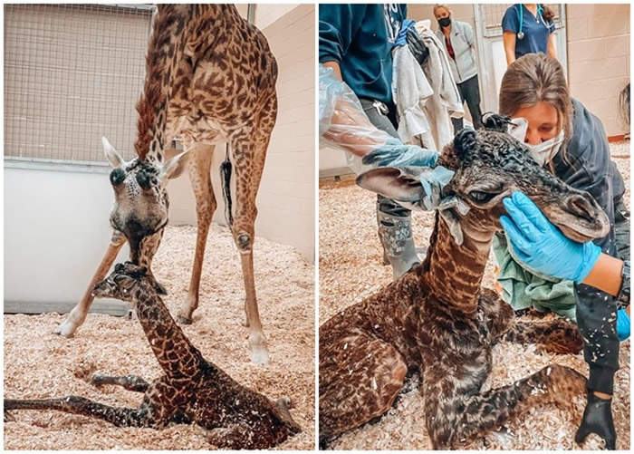 美国田纳西州纳什维尔动物园发生罕见意外：长颈鹿踩死刚出生幼崽